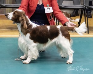 Limit Dog